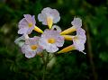 Himalayan Trumpet Flower